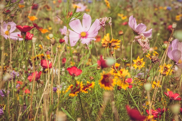 Vue rapprochée des fleurs blanches qui fleurissent dans le champ