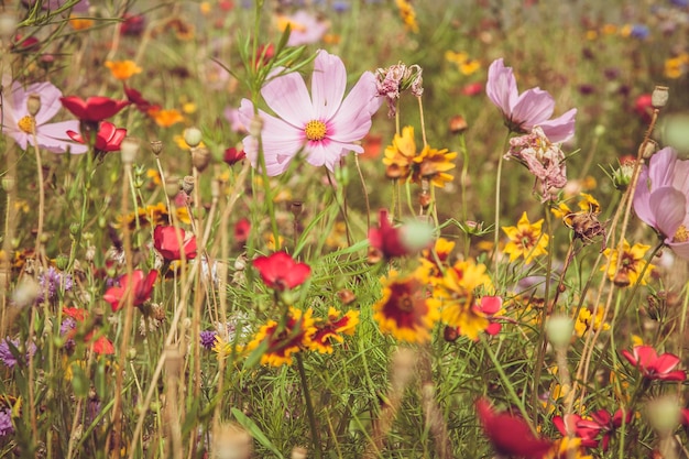 Photo vue rapprochée des fleurs blanches qui fleurissent dans le champ