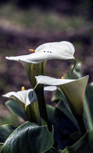 Vue rapprochée des fleurs blanches qui fleurissent dans le parc