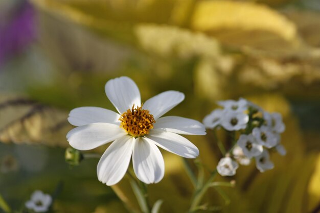 Photo vue rapprochée des fleurs blanches qui fleurissent à l'extérieur