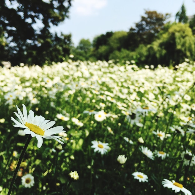 Vue rapprochée des fleurs blanches qui fleurissent à l'extérieur