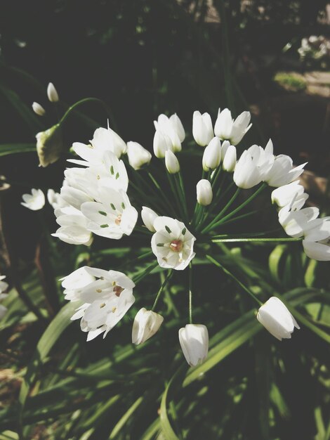 Photo vue rapprochée des fleurs blanches qui fleurissent à l'extérieur