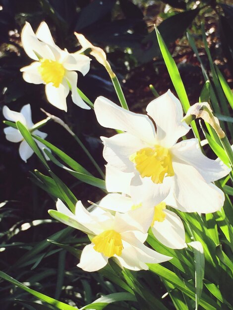 Photo vue rapprochée des fleurs blanches qui fleurissent à l'extérieur