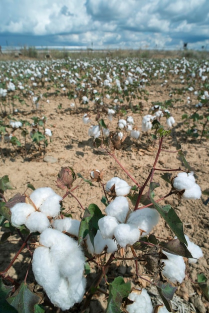 Photo vue rapprochée des fleurs blanches qui poussent sur le champ