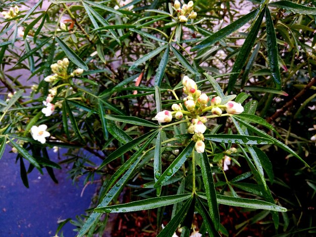 Photo vue rapprochée des fleurs blanches qui poussent sur la plante