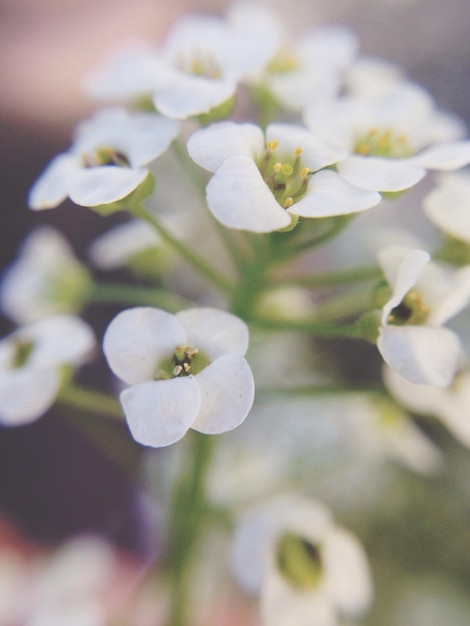 Photo vue rapprochée des fleurs blanches