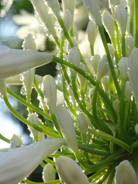 Vue rapprochée des fleurs blanches