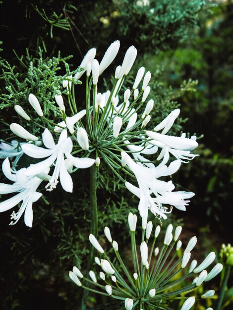 Photo vue rapprochée des fleurs blanches