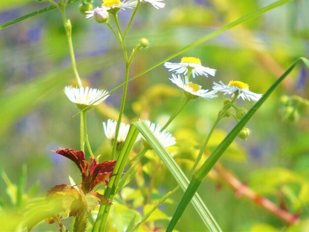 Vue rapprochée des fleurs blanches