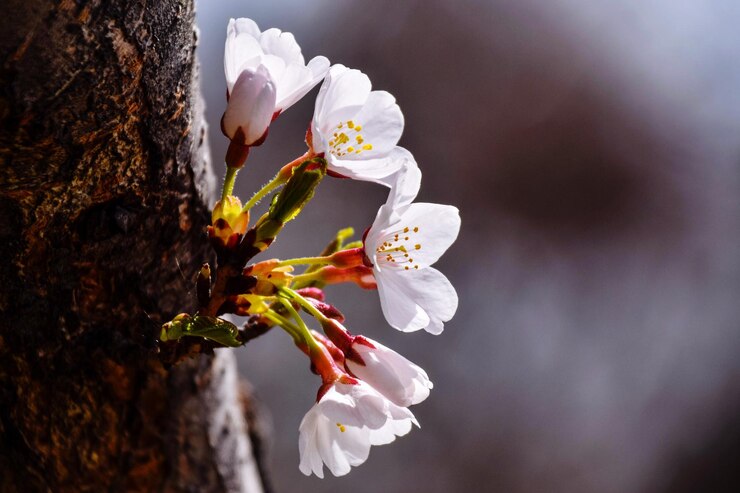 Photo vue rapprochée des fleurs blanches