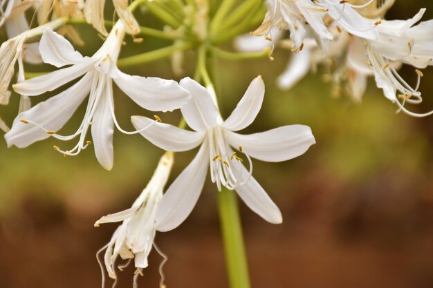 Vue rapprochée des fleurs blanches