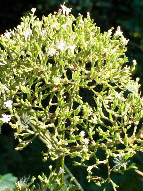 Vue rapprochée des fleurs blanches