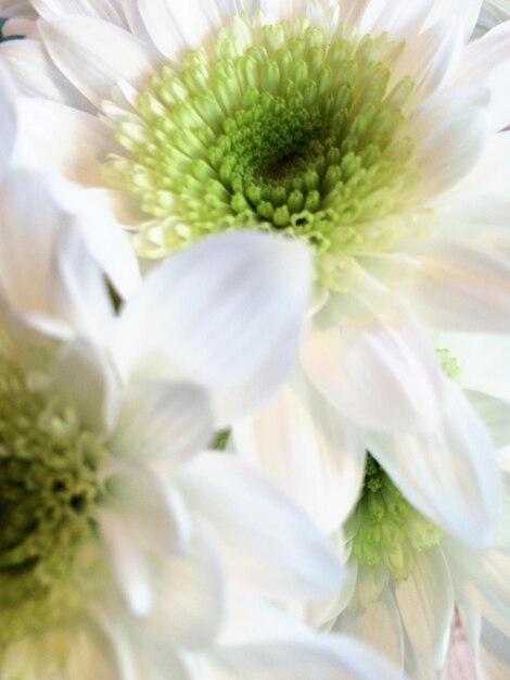 Vue rapprochée des fleurs blanches