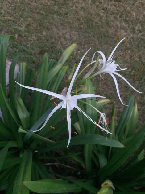 Photo vue rapprochée des fleurs blanches