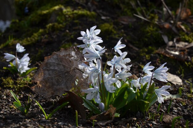 Vue rapprochée des fleurs blanches