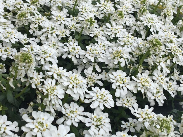 Photo vue rapprochée des fleurs blanches