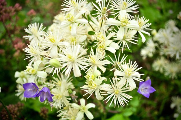 Photo vue rapprochée des fleurs blanches