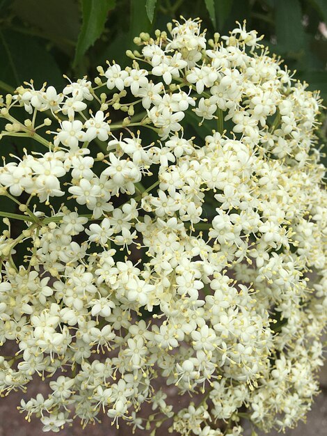 Photo vue rapprochée des fleurs blanches