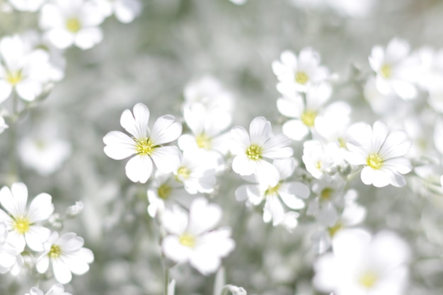 Photo vue rapprochée des fleurs blanches