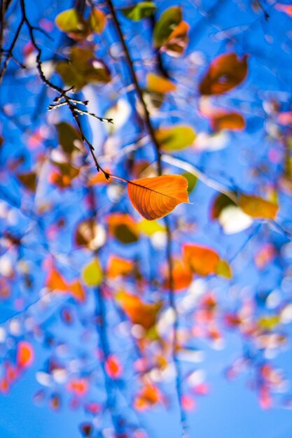 Photo vue rapprochée des fleurs bleues qui fleurissent sur l'arbre