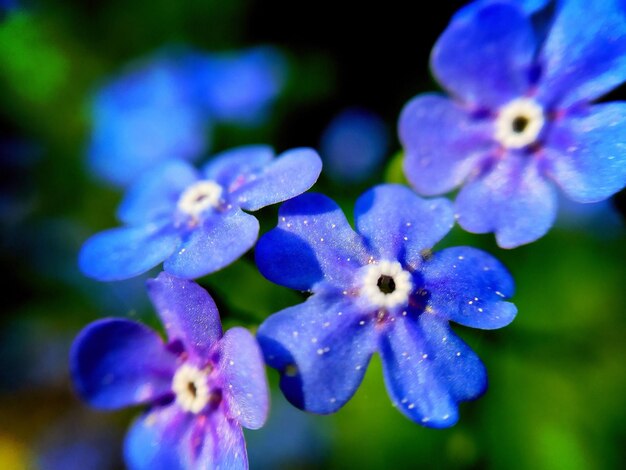 Photo vue rapprochée des fleurs bleues qui fleurissent dans le champ