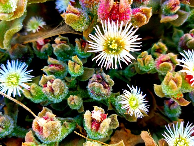 Photo vue rapprochée des fleurs de cactus