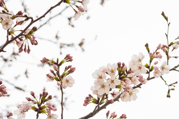 Photo vue rapprochée des fleurs de cerises blanches au printemps