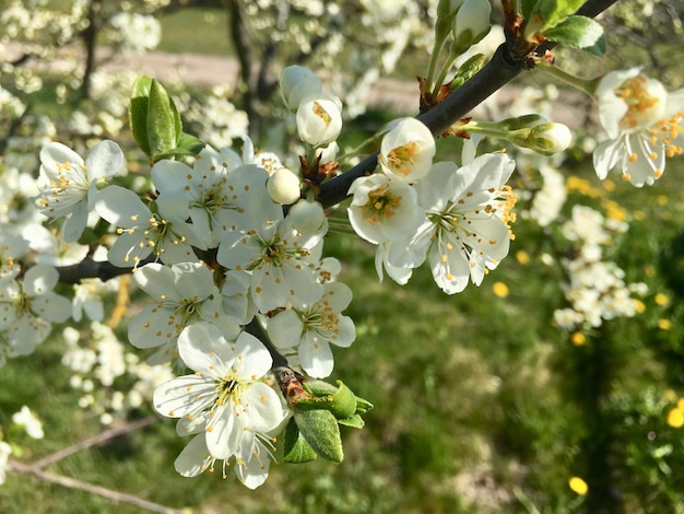 Photo vue rapprochée des fleurs de cerises blanches au printemps