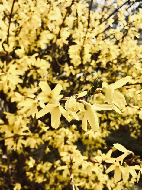 Photo vue rapprochée des fleurs de cerises blanches