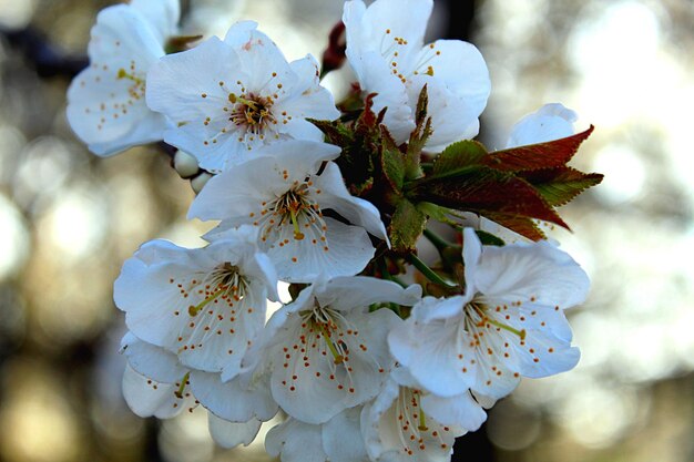 Photo vue rapprochée des fleurs de cerises blanches