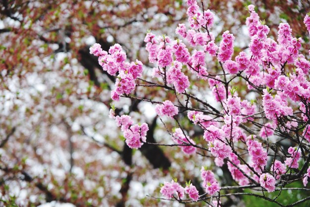 Photo vue rapprochée des fleurs de cerises roses au printemps