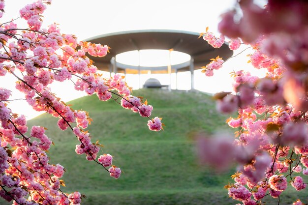 Photo vue rapprochée des fleurs de cerises roses au printemps