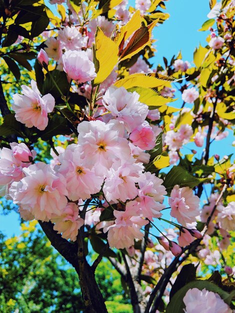 Photo vue rapprochée des fleurs de cerises roses au printemps