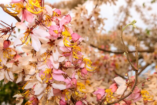 Photo vue rapprochée des fleurs de cerises roses au printemps