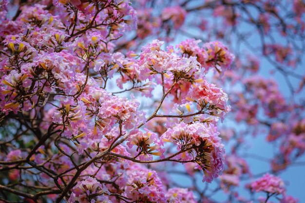 Photo vue rapprochée des fleurs de cerises roses au printemps