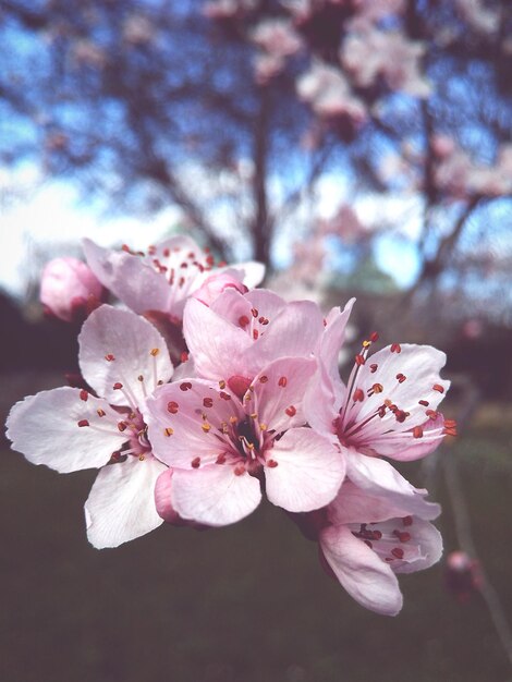 Photo vue rapprochée des fleurs de cerises roses au printemps
