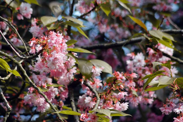 Vue rapprochée des fleurs de cerises roses au printemps