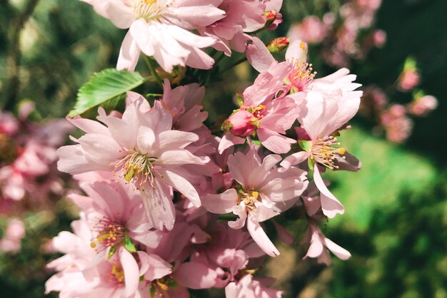 Photo vue rapprochée des fleurs de cerises roses