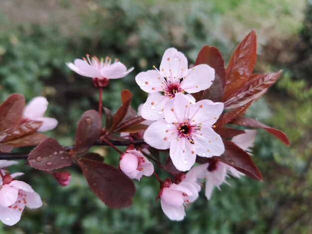 Photo vue rapprochée des fleurs de cerises roses