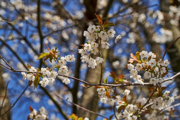 Photo vue rapprochée des fleurs de cerisier au printemps