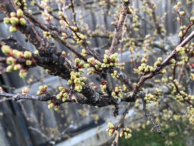 Photo vue rapprochée des fleurs de cerisier au printemps