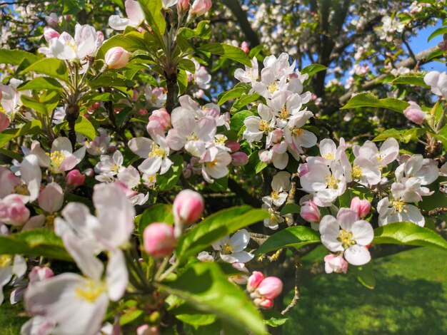 Photo vue rapprochée des fleurs de cerisier au printemps