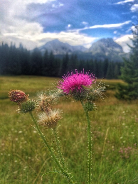 Vue rapprochée des fleurs de chardon dans le champ