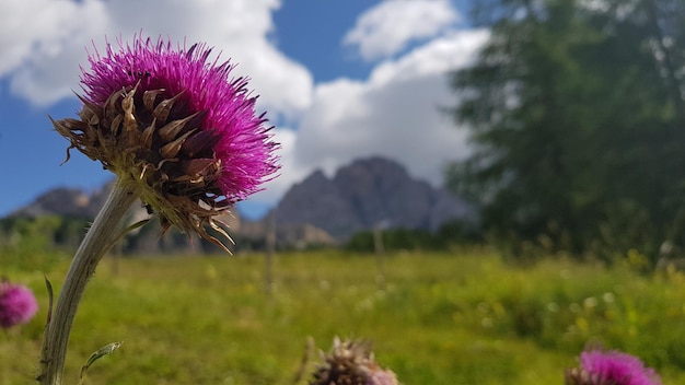 Vue rapprochée des fleurs de chardon pourpre sur le champ