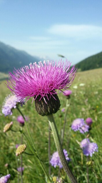 Vue rapprochée des fleurs de chardon qui poussent sur le champ contre le ciel