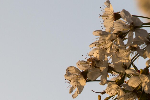 Photo vue rapprochée des fleurs sur un ciel dégagé