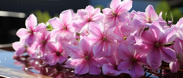 Vue rapprochée des fleurs de clématite violette avec des gouttes d'eau