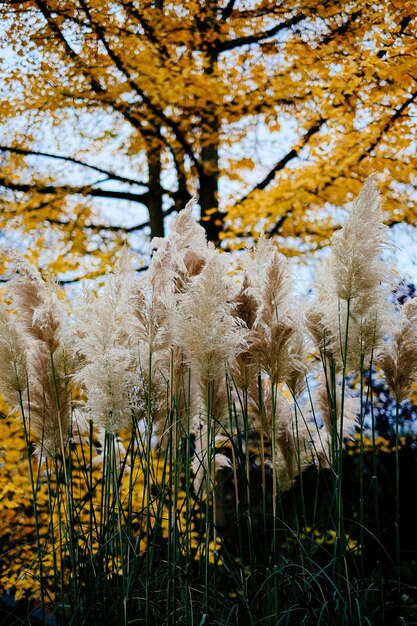 Photo vue rapprochée des fleurs contre les arbres