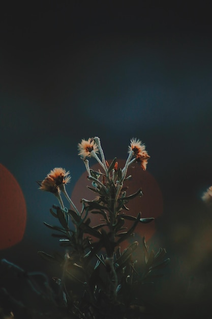 Vue rapprochée des fleurs contre le ciel la nuit