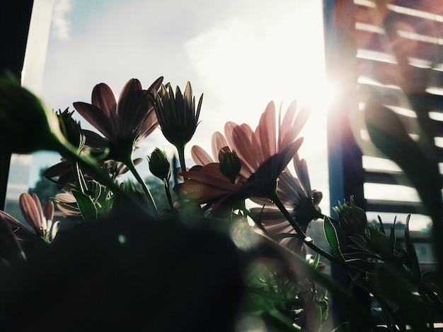 Photo vue rapprochée des fleurs contre le ciel